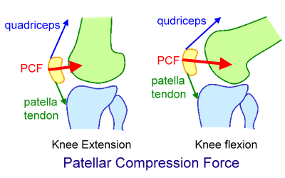 PatellarCompressionForce