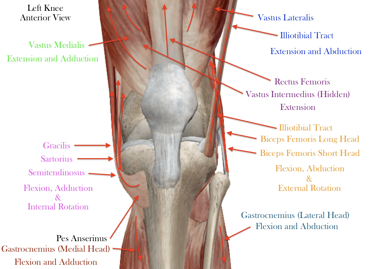 Leftknee