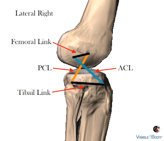 Muscles and Ligaments – BicycleFitGuru.com